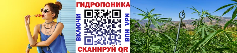Каннабис Amnesia  хочу   Заполярный 